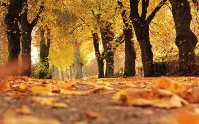 Is Fall a Good Time for Tree Maintenance?