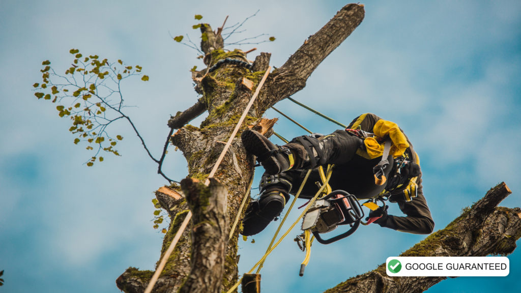 Arborist or lumberjack climbing up on a large tree using differe