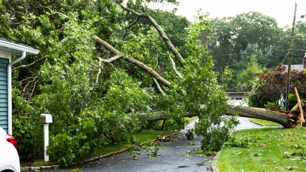 fallen tree laying in a driveway due to a hurricane