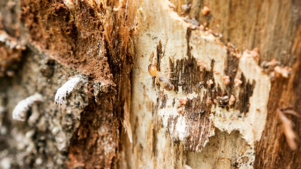 The inside of a tree rotting